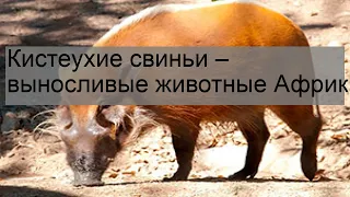 Кистеухие свиньи – выносливые животные Африки