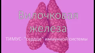 Тимус - вилочковая железа. Аквабиотик  MatrixThymon1. Засорина Л.В.,врач высш кат,эндокринолог,КМН