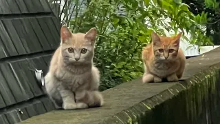 裏庭に現れた子猫を保護【みなみちゃん保護物語】Protected kitten that showed up in my backyard.