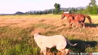 SUPER cute baby horse and her mom!