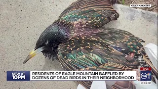 Eagle Mountain residents baffled by dozens of dead birds falling from neighborhood trees