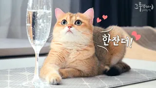 Cat's reaction to seeing sparkling water