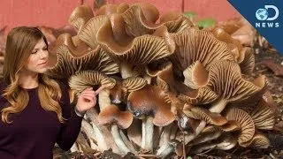 How Do Magic Mushrooms Expand Your Mind?