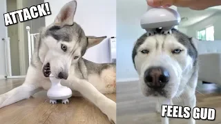 My Husky Reacts To Head Massager!