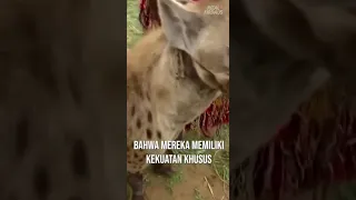 Tradisi Memelihara Hyena di Nigeria