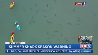 Summer Shark Season Warning