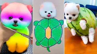 Cute Pomeranian Puppies Doing Funny Things #20 🐶 Cute and Funny Dogs 2024 - VN Pets