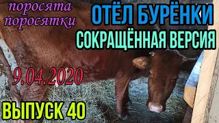 Отёл Бурёнки. Сокращённая версия. Отёл нетели. Есть полная версия отёла Выпуск 40 без монтажа.