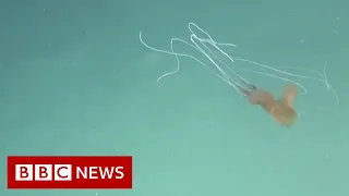 Bigfin squid spotted in Australia for first time - BBC News