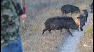 BOWHUNTING SOUTH TEXAS JAVELINAS