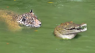 ONÇA ATACA JACARÉ GIGANTE E O MATA EM SEGUNDOS