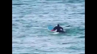 Дельфин шутник  видео юмор