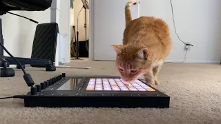 When a Cat Makes a Beat