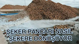 PANCARIN ŞEKERE DÖNÜŞÜMÜ