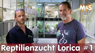 150 Arten, 1000 Terrarien, 2500 Tiere! | Schweiz Roadtrip zu Lorica | Reptil TV