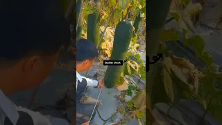 Winter Gourd Quality Checking Before Harvest #satisfying #shot #agriculture