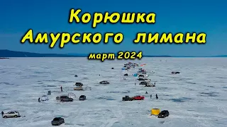 Корюшка Амурского лимана. Март 2024