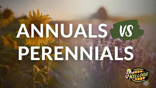 Annuals vs. Perennials: Understanding the Difference for Your Garden