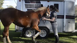 Massage routine for horses on box rest