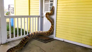 10 The Most Incredible Cases Of Wild Animals Invading People's Homes