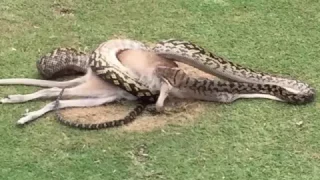 Pythons attack an wallaby on the golf course