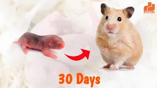 Hamster Baby Growth - Day 1 to 30 Best Moments | Syrian Hamster | Malayalam | MY PET PLANT