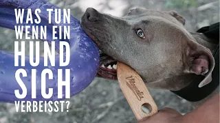 Was tun, wenn Hunde sich verbeissen? Hund mit Breaking Stick lösen - Hundetraining by Vitomalia