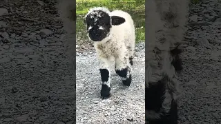 Our Last Day With Benjamin 🥺 (This was filmed a few hours ago) @WalkerFarmFam ​⁠  #animals