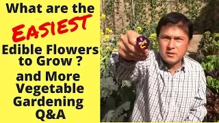 What are the Easiest Edible Flowers to Grow? & More Vegetable Gardening Q&A