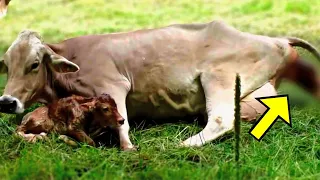 Cow Gives Birth, Then The Farmer Was Left In Complete Shock When Discovering What She Delivered!