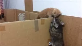 Прикольные кошки 11. Mom cat helps her kitten to escape