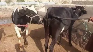 Cow meeting video