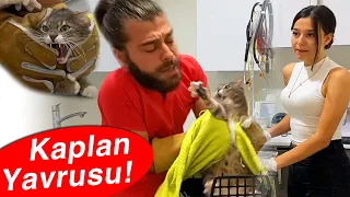 The Cat Attacks Veterinarian's Face to Escape! ( cat attack ) #TheVet