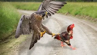 Eagle Vs Rooster _ Who Will Be The Winner?