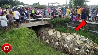 Warga Kampung Heboh! Dikira Batang Pohon, Saat Didekati Ternyata Itu Ular Besar Didasar Sungai