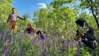 A beautiful nature: collecting firewood from the mountains by the family of Amir and Elham