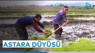 Ətri, dadı və bərəkəti ilə seçilən Astara düyüsü - REPORTAJ