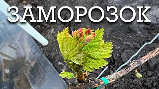 Заморозок на винограді . Що робити з кущами, які пошкодило морозом