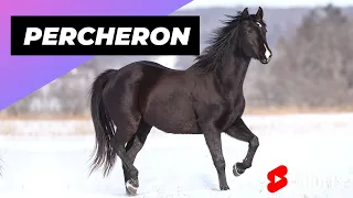 Percheron Horse 🐴 One Of The Most Beautiful Horses In The World #shorts