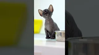 Sphynx Kitten Female.