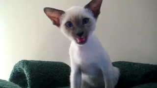 Talking Siamese Kitten