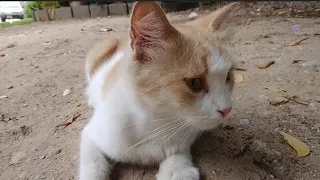 Today Is Our Cat Petting Day! 6 Minutes Relaxing Cat Petting Video! Must Watch!