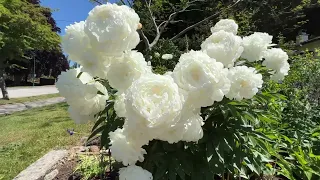 Beautiful White Peonies in East Vancouver