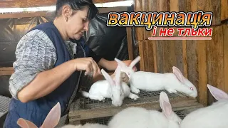 Rabbit vaccination and rabbit house cleaning. Life in the village