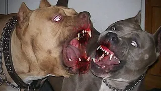 TOP 5 VIDEOS DE PELEAS DE PERROS CAPTADO EN CAMARA