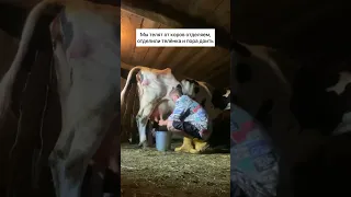 Роды нашей коровы Машки 🐮