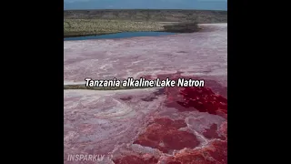 The Lake That Turns Animals Into Stone #shorts #youtubeshorts