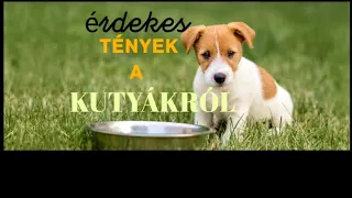 Érdekességek a KUTYÁDRÓL! Amiket jobb ha tudsz 🐕