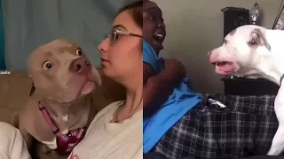 Watch this entire video before getting a Pit Bull