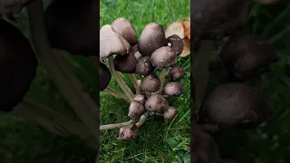 Incredible Mushrooms?